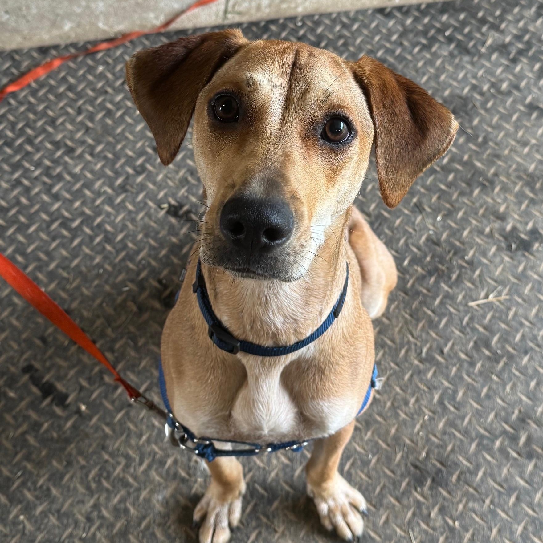 ROO - LOCATED IN MAINE, Adoptable, Adult Male Mixed Breed.