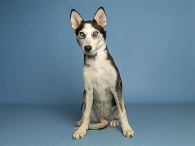 Enlarge LUCY, a Adoptable Husky in Phoenix, AZ image 1/1