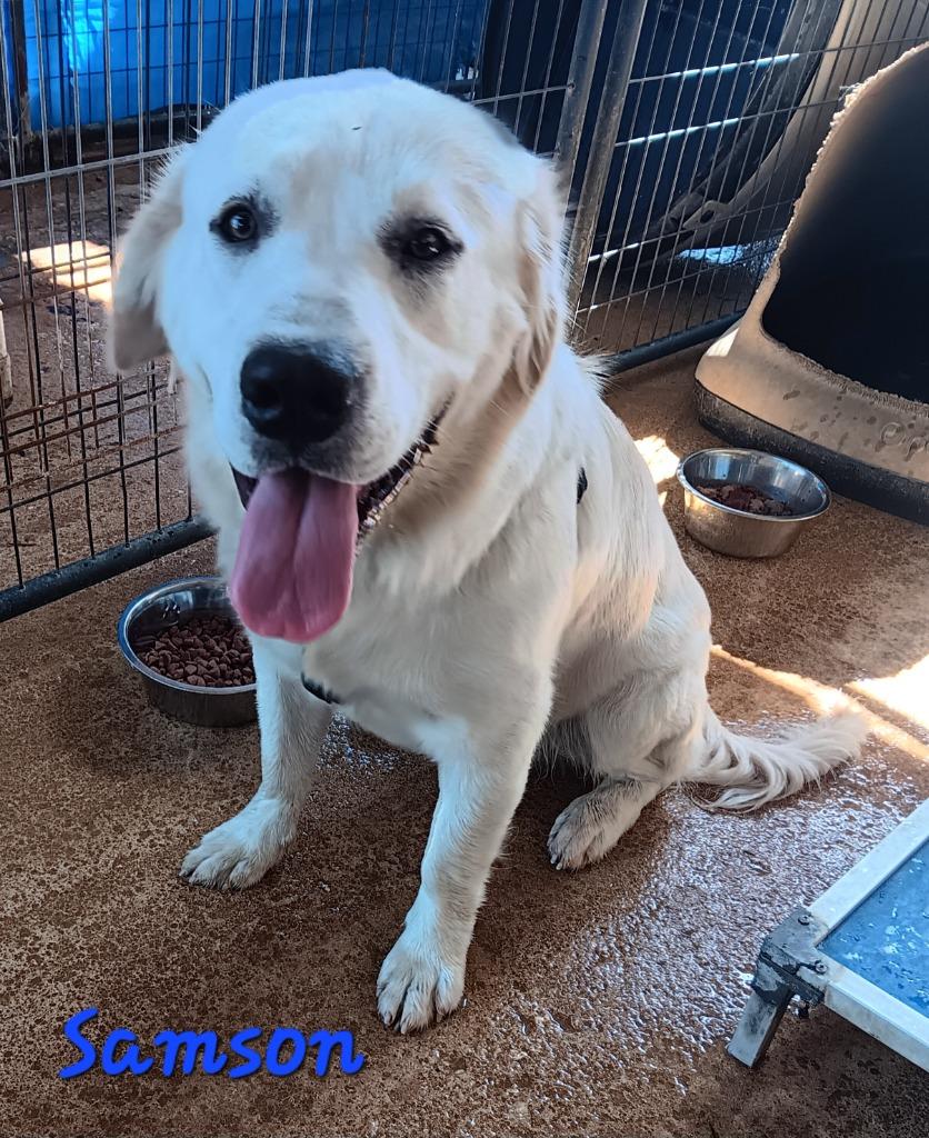 Samson, Adopted, Young Male Labrador Retriever.