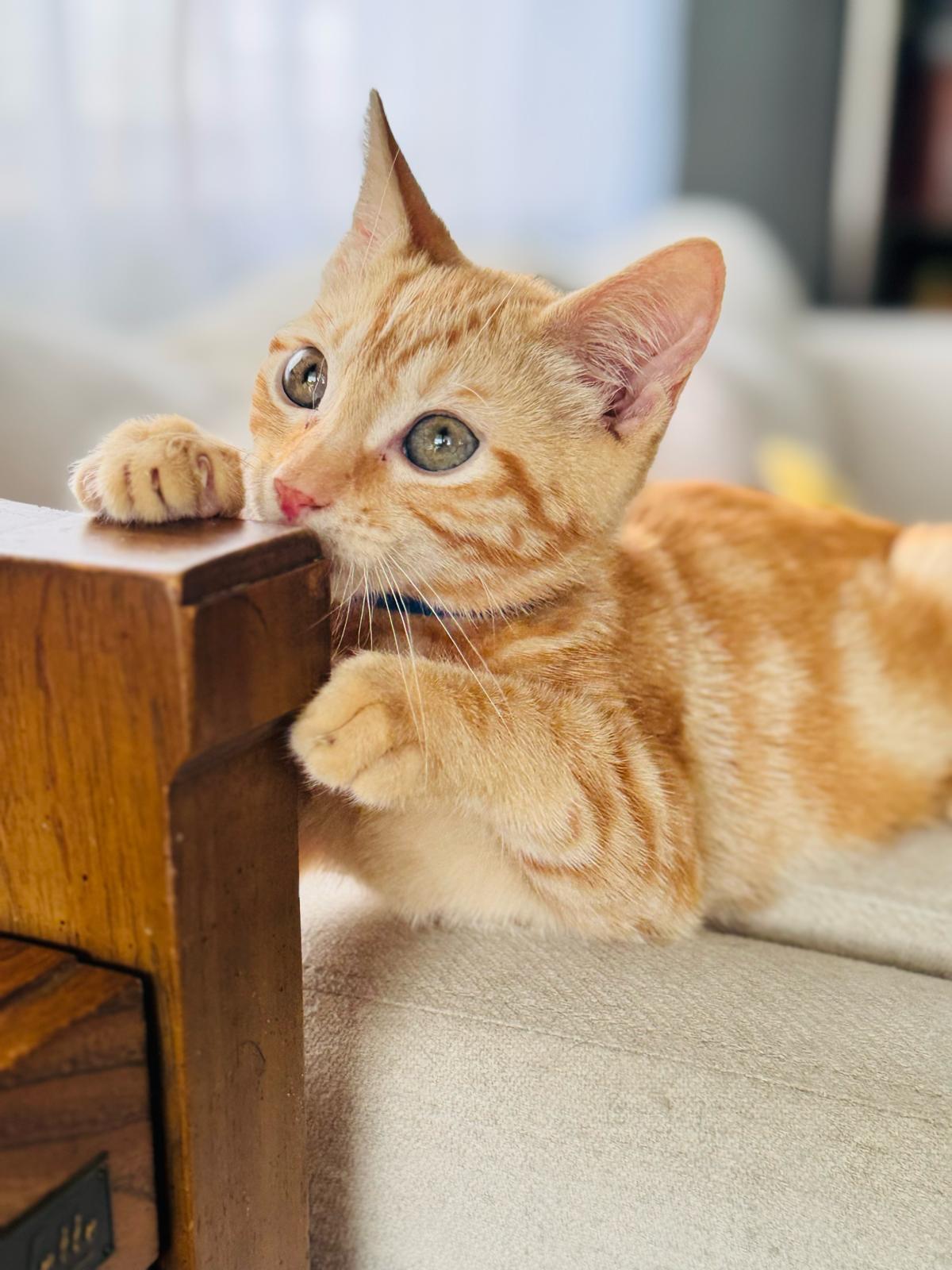 Cheddar Domestic Short Hair Cat