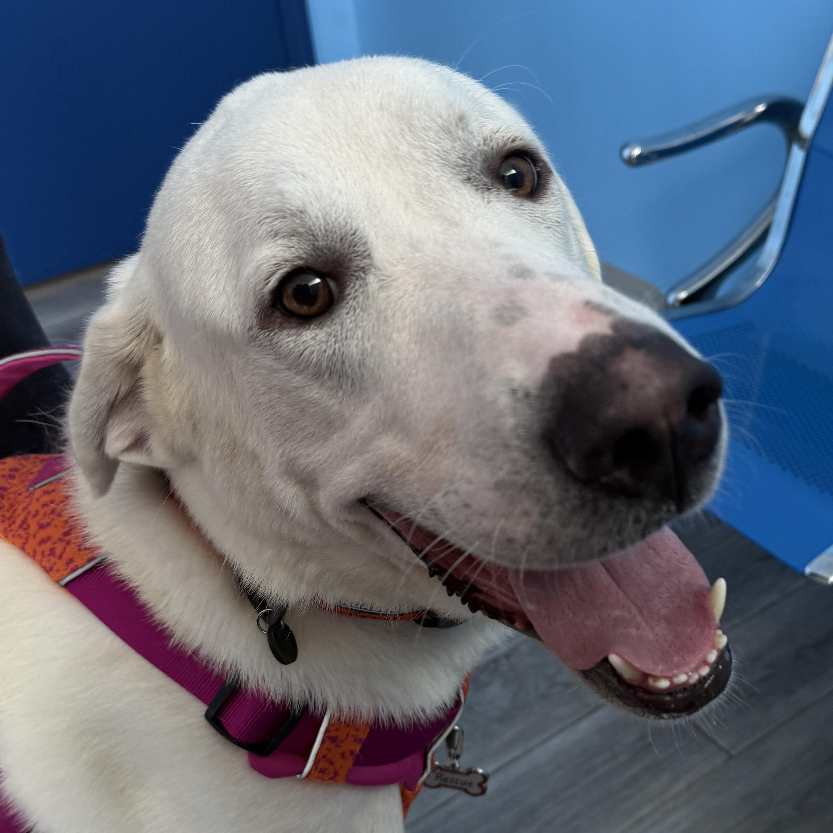 Blanco, Adoptable, Adult Male Great Pyrenees.