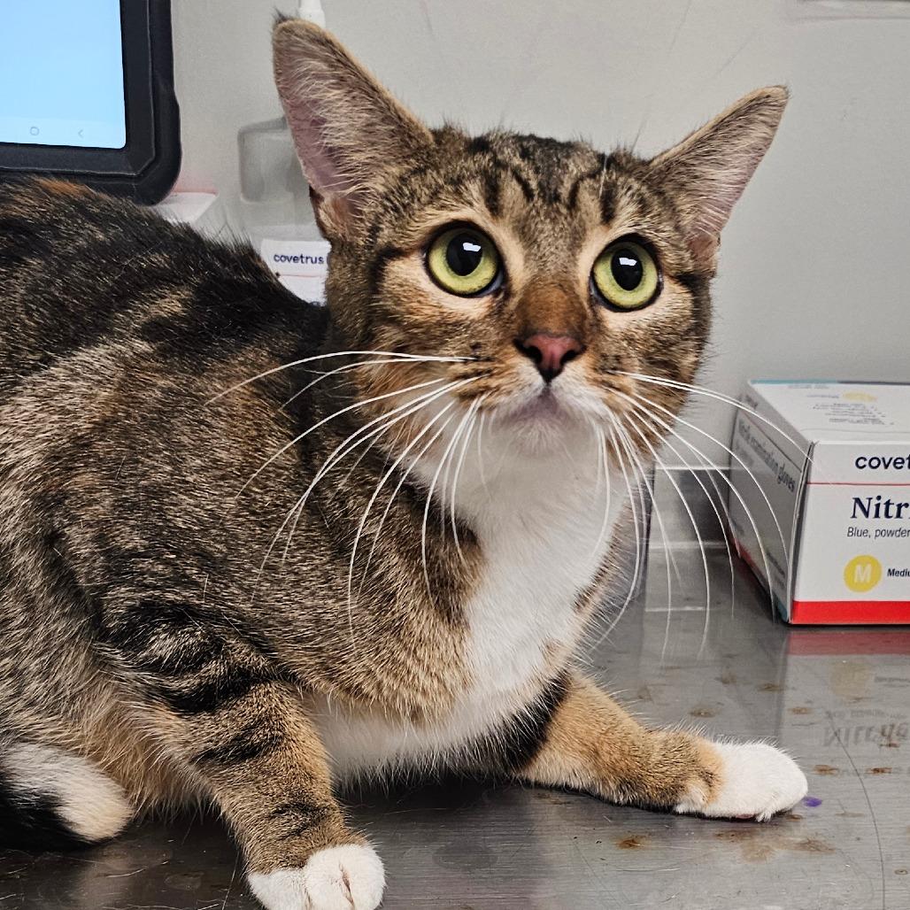 Cinnamon Roll, a Adoptable Domestic Short Hair in Colorado Springs, CO image 1/2