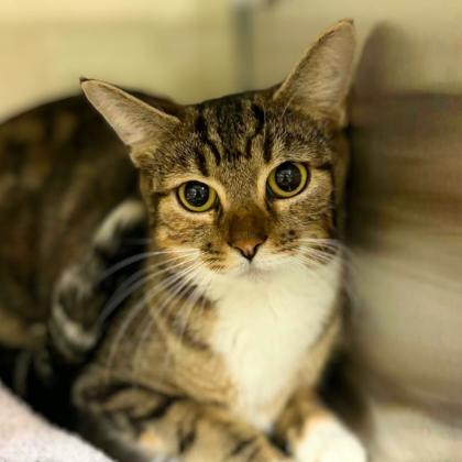 Cinnamon Roll, a Adoptable Domestic Short Hair in Colorado Springs, CO image 2/2