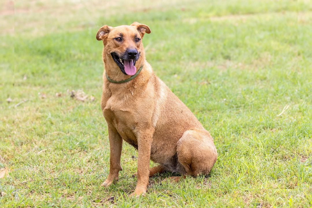 Opal, Adoptable, Young Female Shepherd.