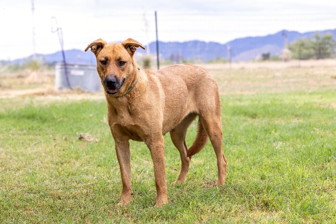 Opal, a Adoptable mixed breed in Pearce, AZ image 2/12