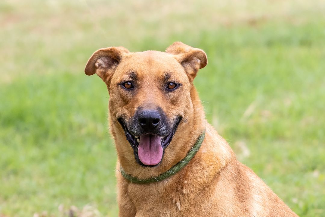 Opal, a Adoptable mixed breed in Pearce, AZ image 3/12