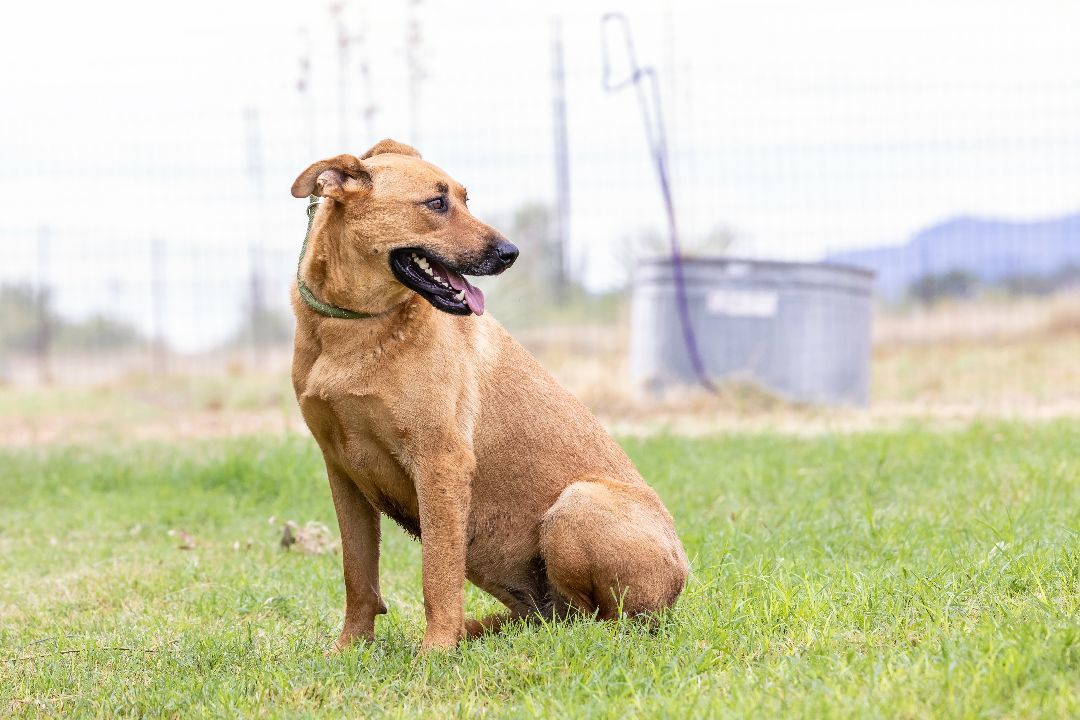 Opal, a Adoptable mixed breed in Pearce, AZ image 5/12
