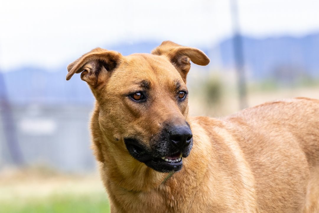 Opal, a Adoptable mixed breed in Pearce, AZ image 6/12