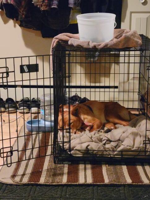 Enlarge Coco, a Adoptable Australian Cattle Dog / Blue Heeler in Didsbury, AB image 2/6