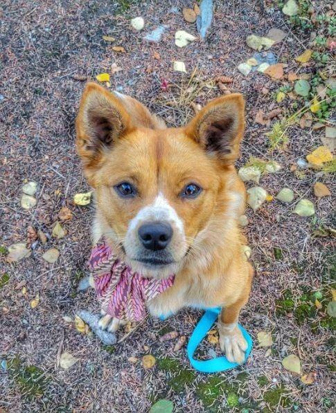 Enlarge Coco, a Adoptable Australian Cattle Dog / Blue Heeler in Didsbury, AB image 3/6