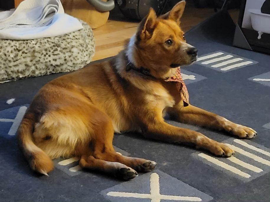 Enlarge Coco, a Adoptable Australian Cattle Dog / Blue Heeler in Didsbury, AB image 4/6