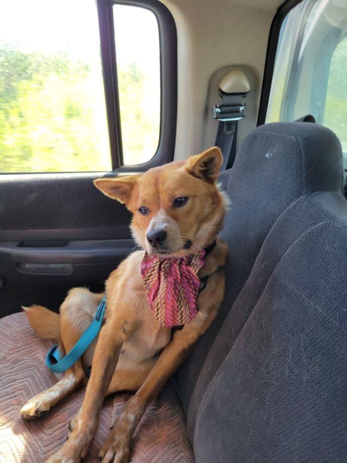 Enlarge Coco, a Adoptable Australian Cattle Dog / Blue Heeler in Didsbury, AB image 5/6