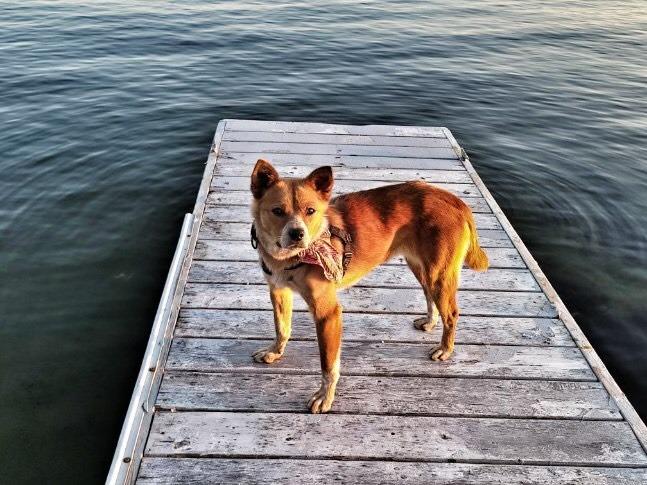 Enlarge Coco, a Adoptable Australian Cattle Dog / Blue Heeler in Didsbury, AB image 6/6