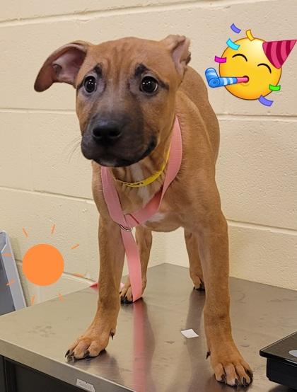 Enlarge Pumpkin, a Adoptable mixed breed in Sanford, FL image 1/1