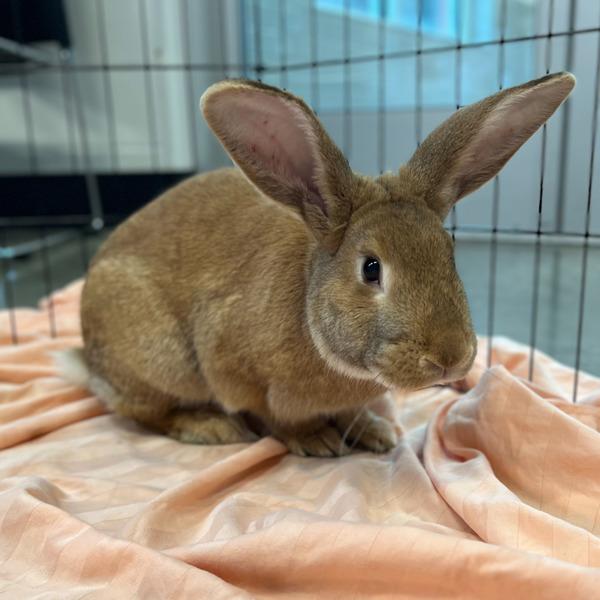 Carrot Cake, a Adoptable mixed breed in Silverdale, WA image 1/3