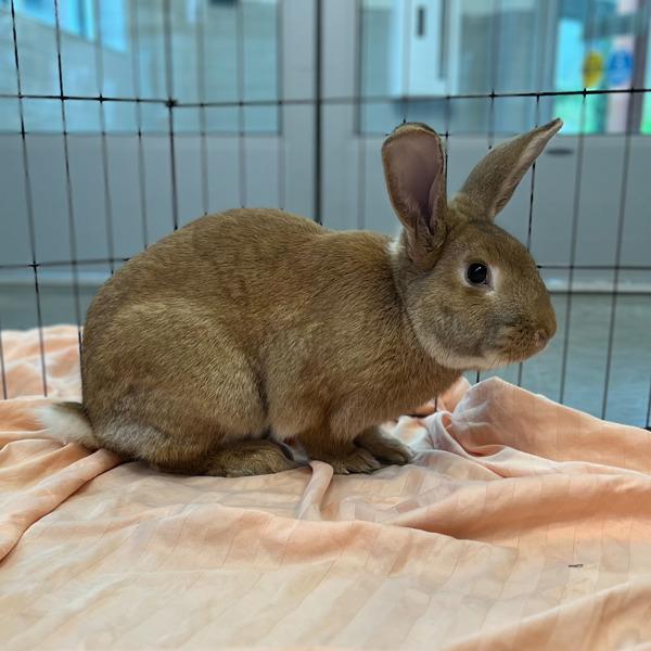 Carrot Cake, a Adoptable mixed breed in Silverdale, WA image 2/3