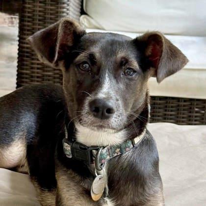 Dee Dee, Adoptable, Young Female German Shepherd Dog & Catahoula Leopard Dog.