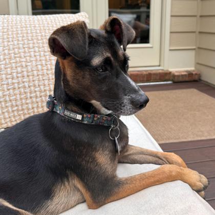 Dee Dee, a Adoptable mixed breed in Atlanta, GA image 2/3