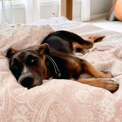 Dee Dee, a Adoptable mixed breed in Atlanta, GA image 3/3