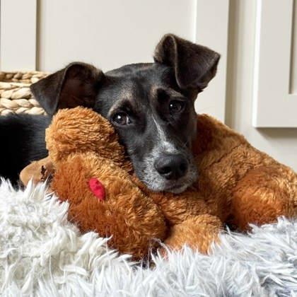 Dee Dee, Adoptable, Young Female German Shepherd Dog & Catahoula Leopard Dog.