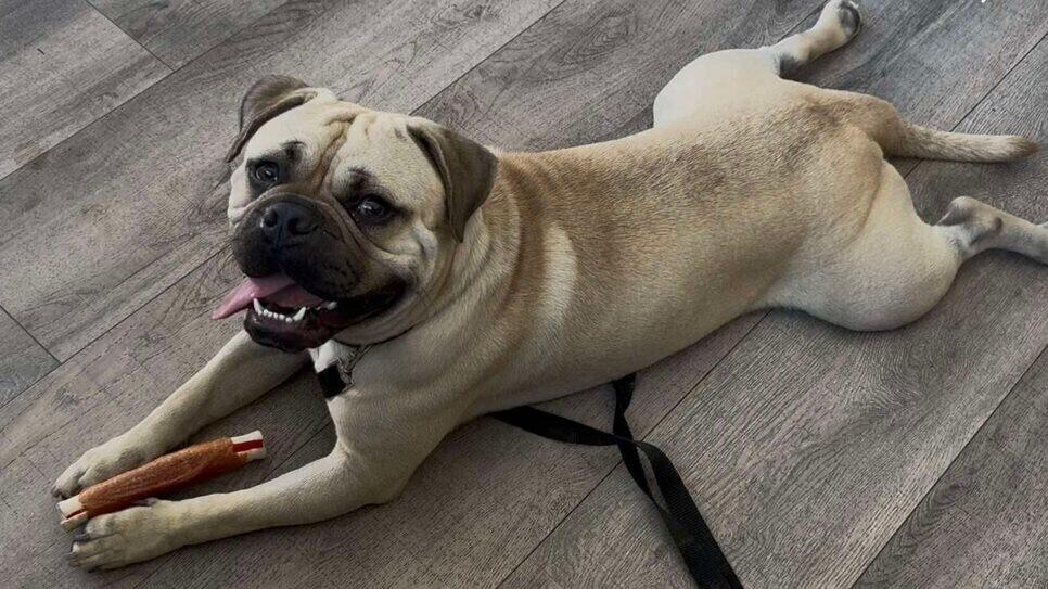 Burger, Adoptable, Young Male Pug.