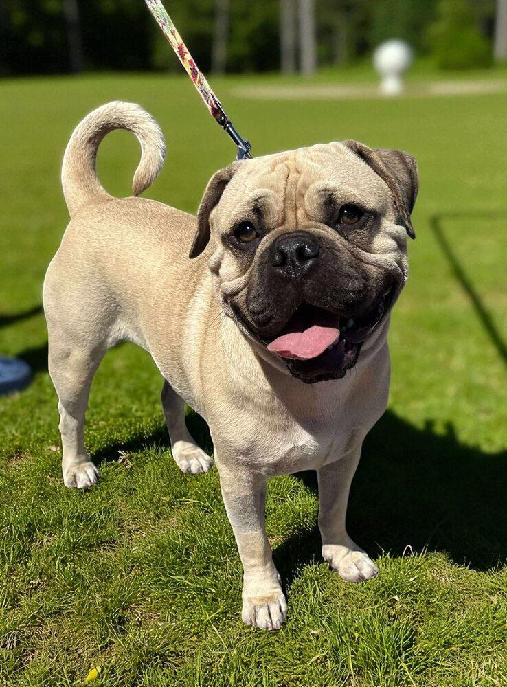 Enlarge Burger, a Adoptable mixed breed in Mission Viejo, CA image 2/6