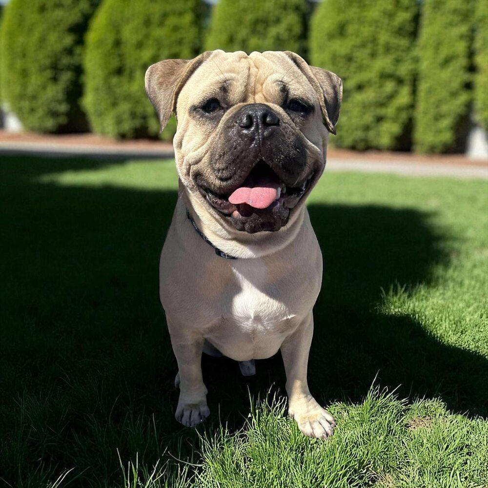 Enlarge Burger, a Adoptable mixed breed in Mission Viejo, CA image 3/6