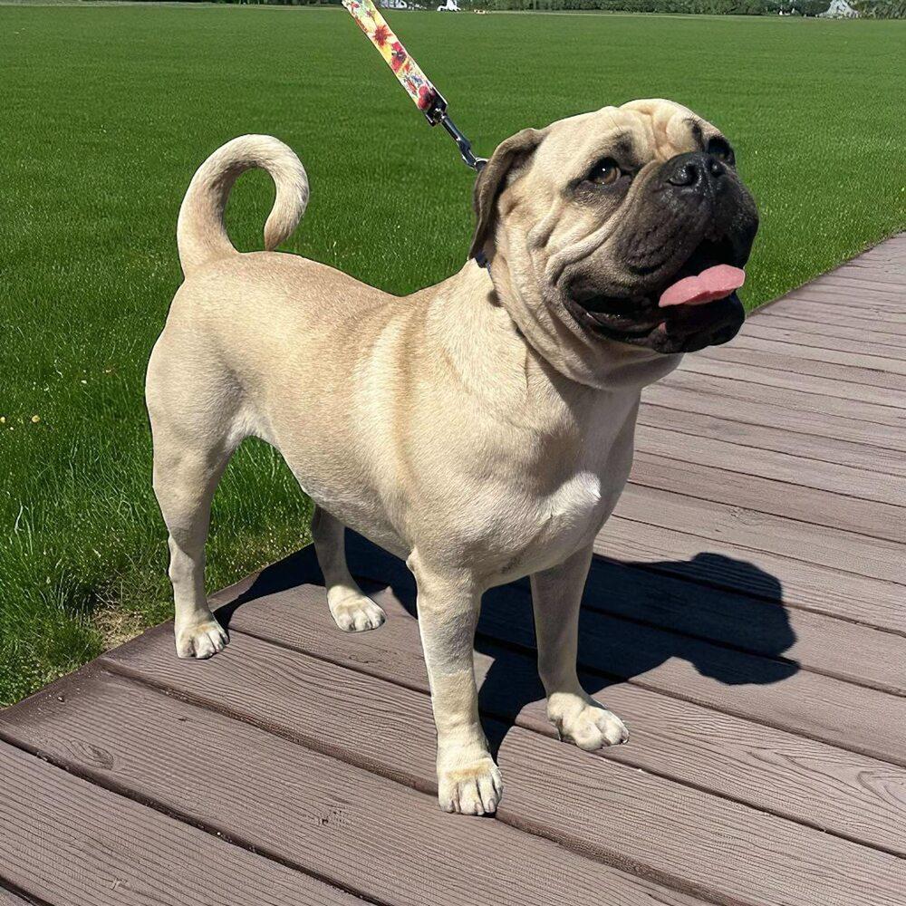 Enlarge Burger, a Adoptable mixed breed in Mission Viejo, CA image 4/6