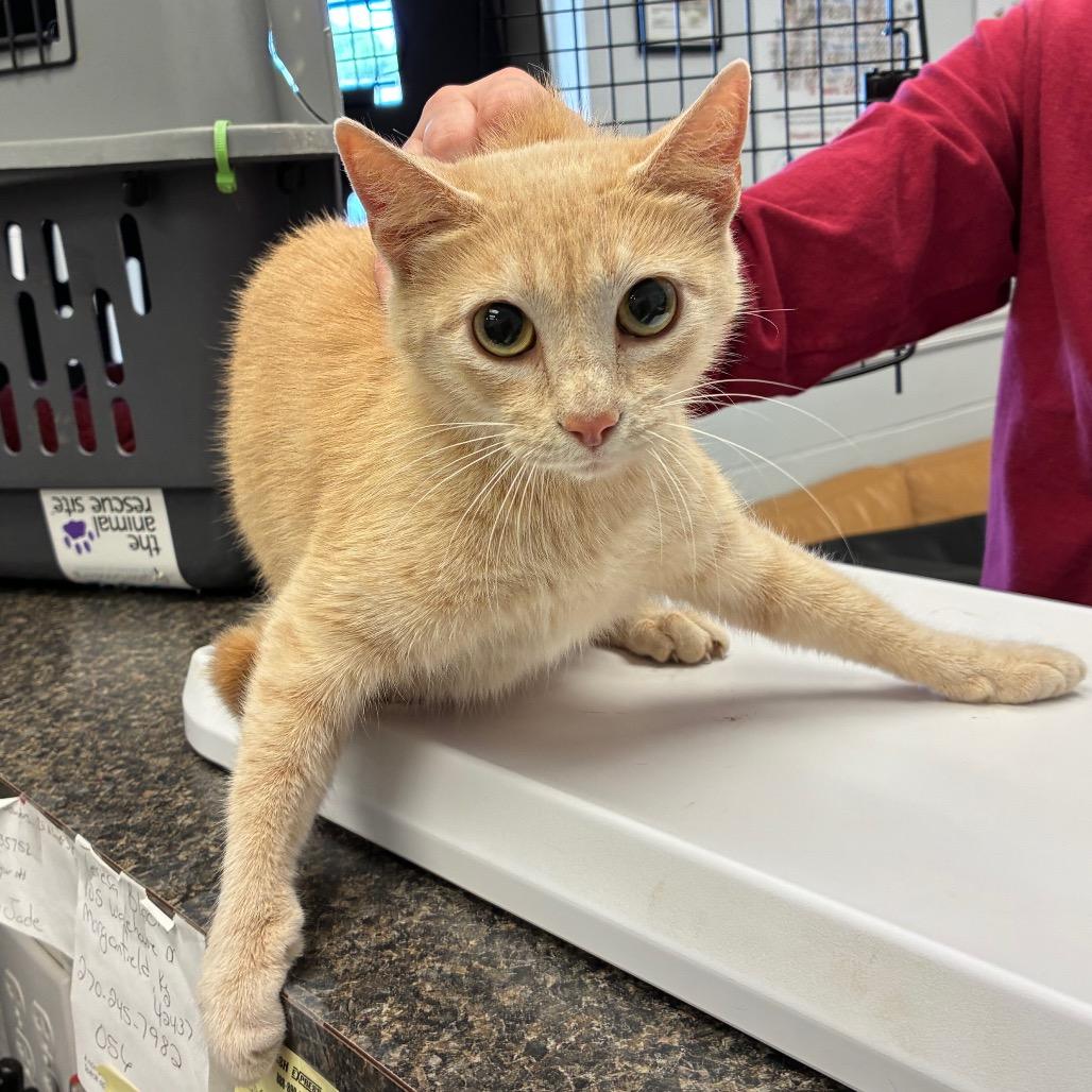 Mama, a Adoptable mixed breed in Morganfield, KY image 1/2
