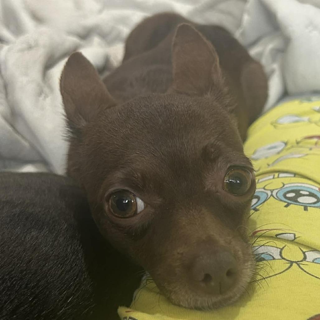 Mabel D12654, Adoptable, Adult Female Chihuahua & Miniature Pinscher.