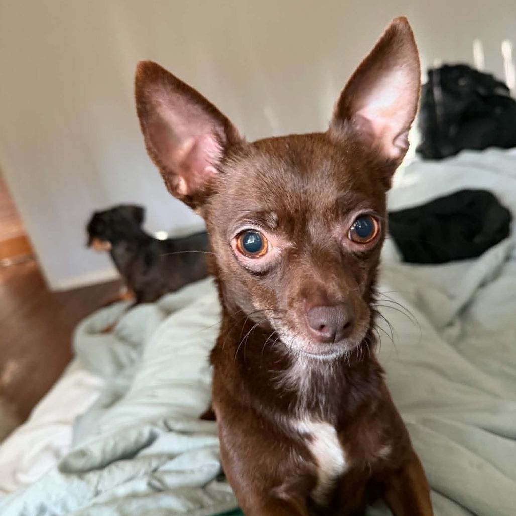 Enlarge Mabel D12654, a Adoptable mixed breed in Duluth, MN image 2/6