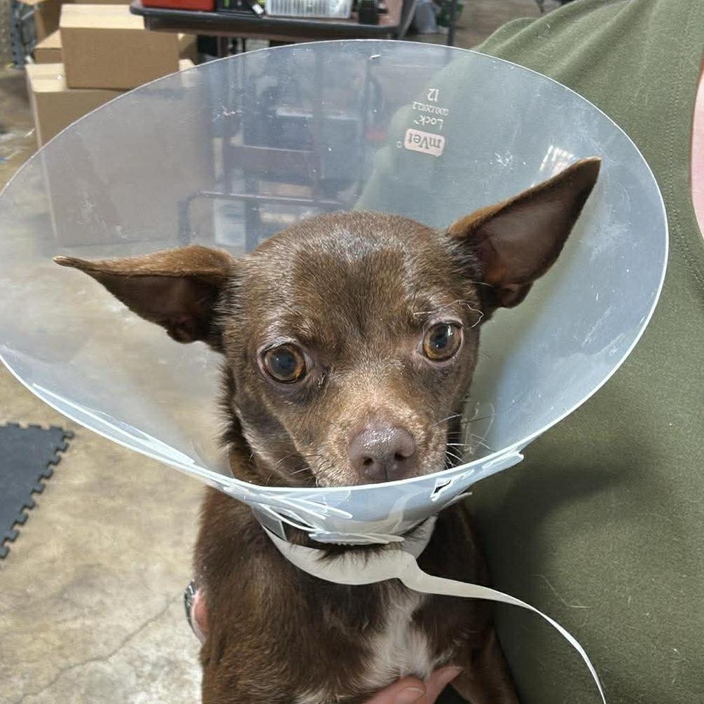 Enlarge Mabel D12654, a Adoptable mixed breed in Duluth, MN image 3/6
