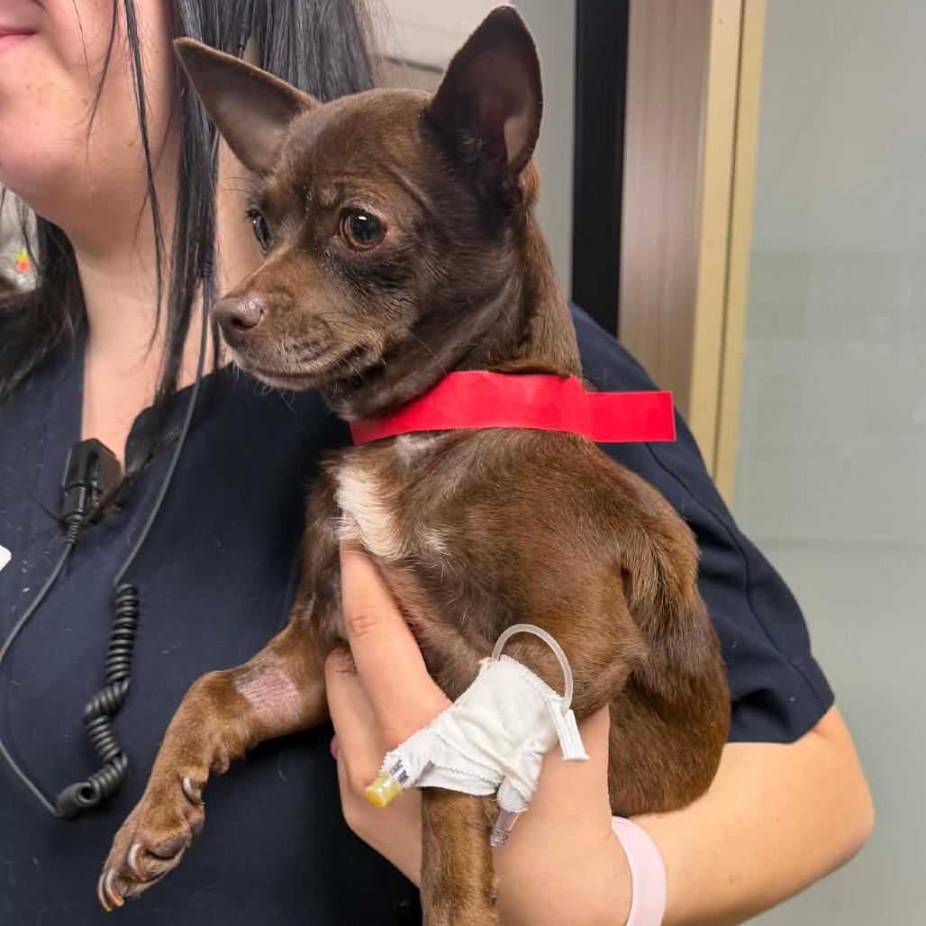 Enlarge Mabel D12654, a Adoptable mixed breed in Duluth, MN image 5/6