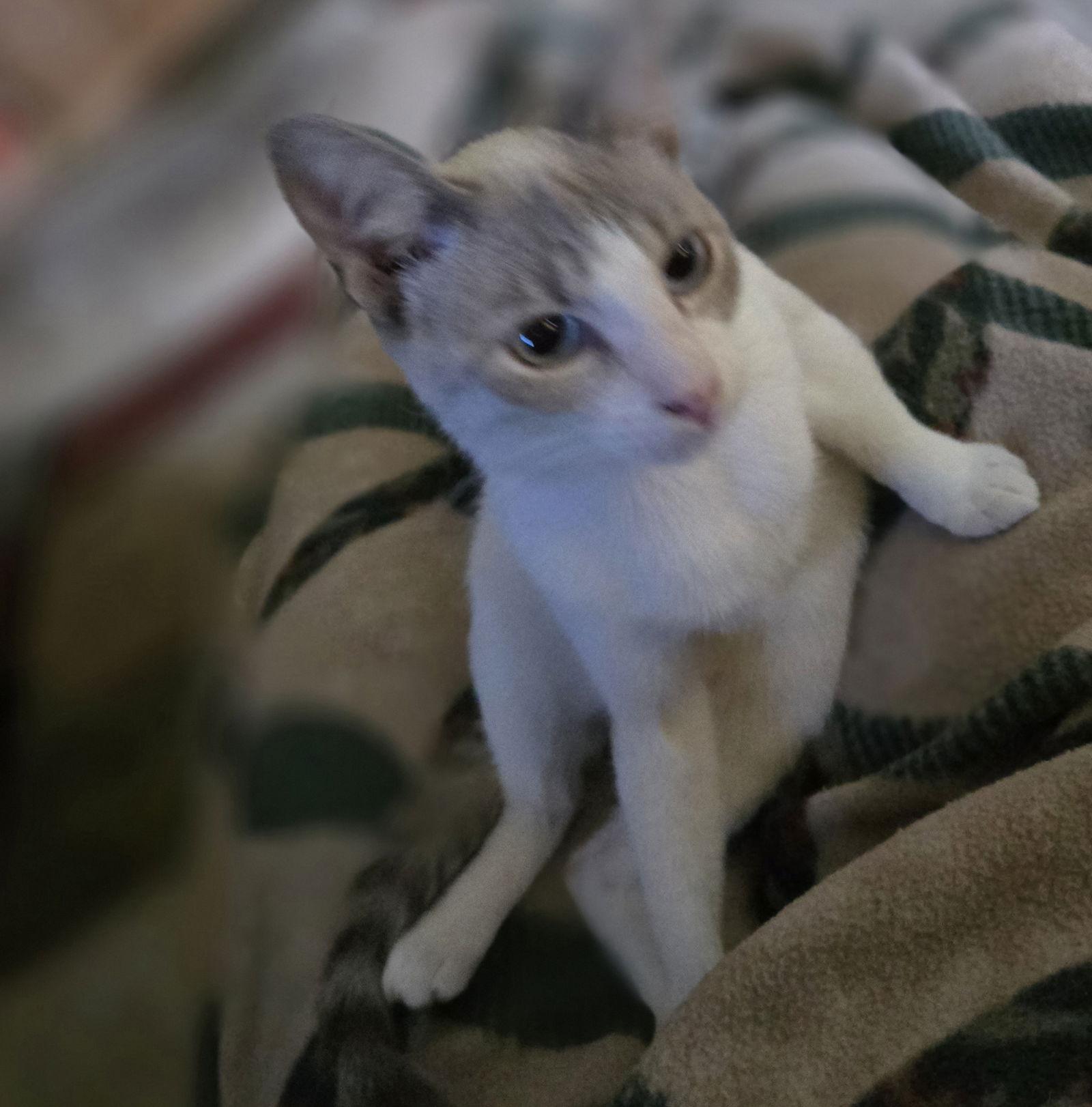 Gatsby, Adopted, Adult Male Siamese & Domestic Short Hair.