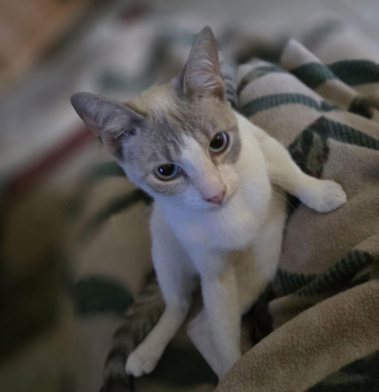 Enlarge Gatsby, a Adopted mixed breed in Cypress, TX image 2/3