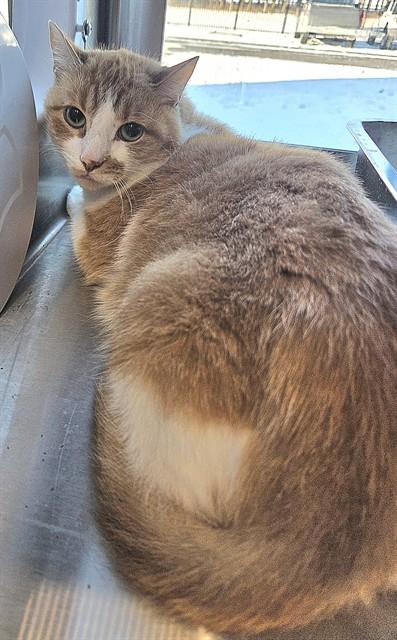 Enlarge PETER TIGER, a Adoptable Domestic Short Hair in Bloomington, IL image 1/2