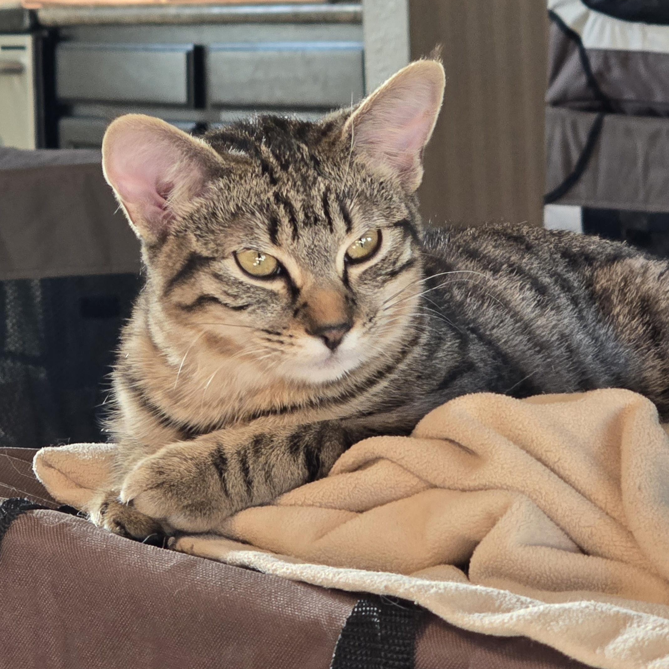 Enlarge MIA - November ONLY 35% Off Adoption Fee & 25+ kittens to choose from!, a Adoptable Tabby in PHOENIX, AZ image 2/3