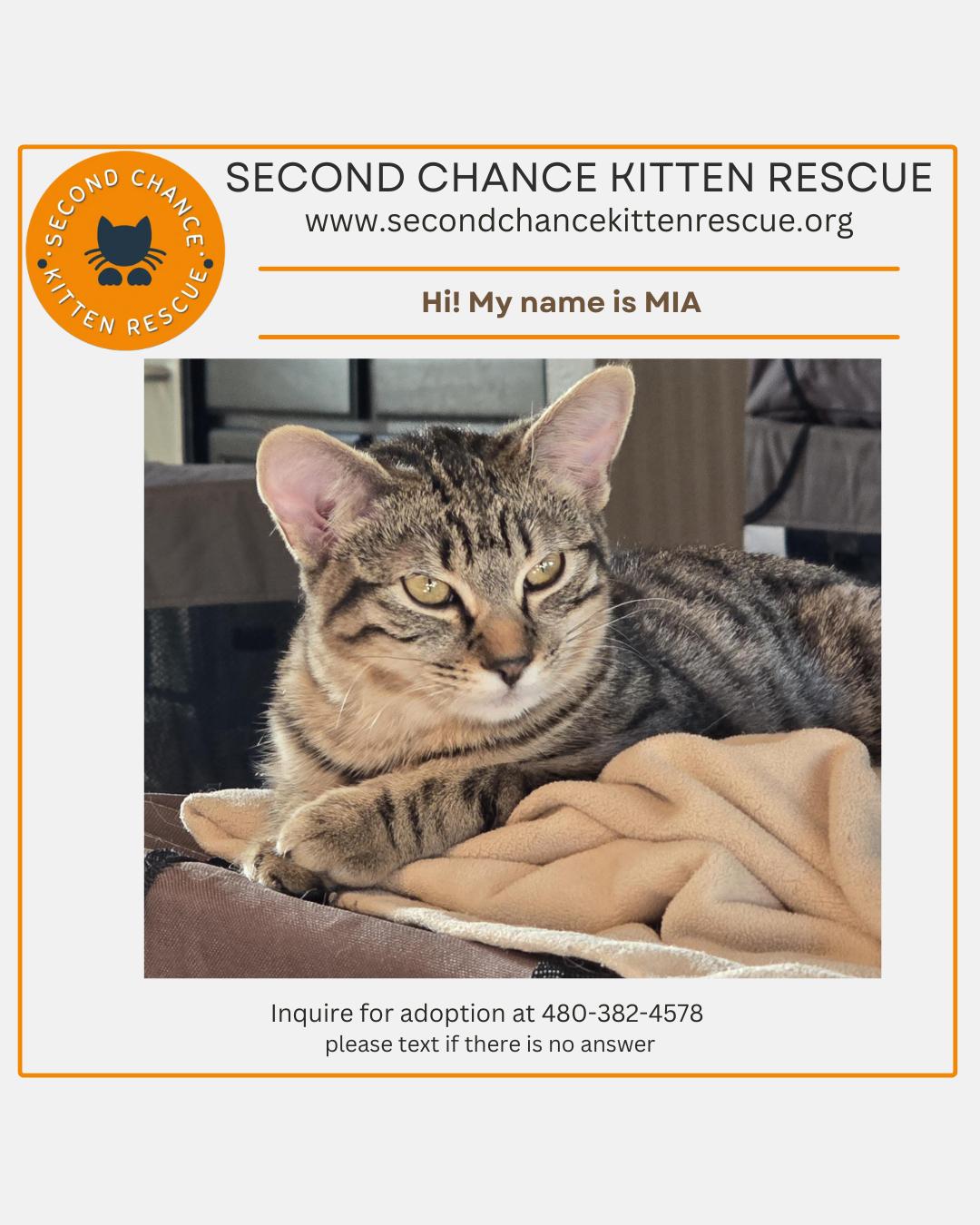 Enlarge MIA - November ONLY 35% Off Adoption Fee & 25+ kittens to choose from!, a Adoptable Tabby in PHOENIX, AZ image 3/3