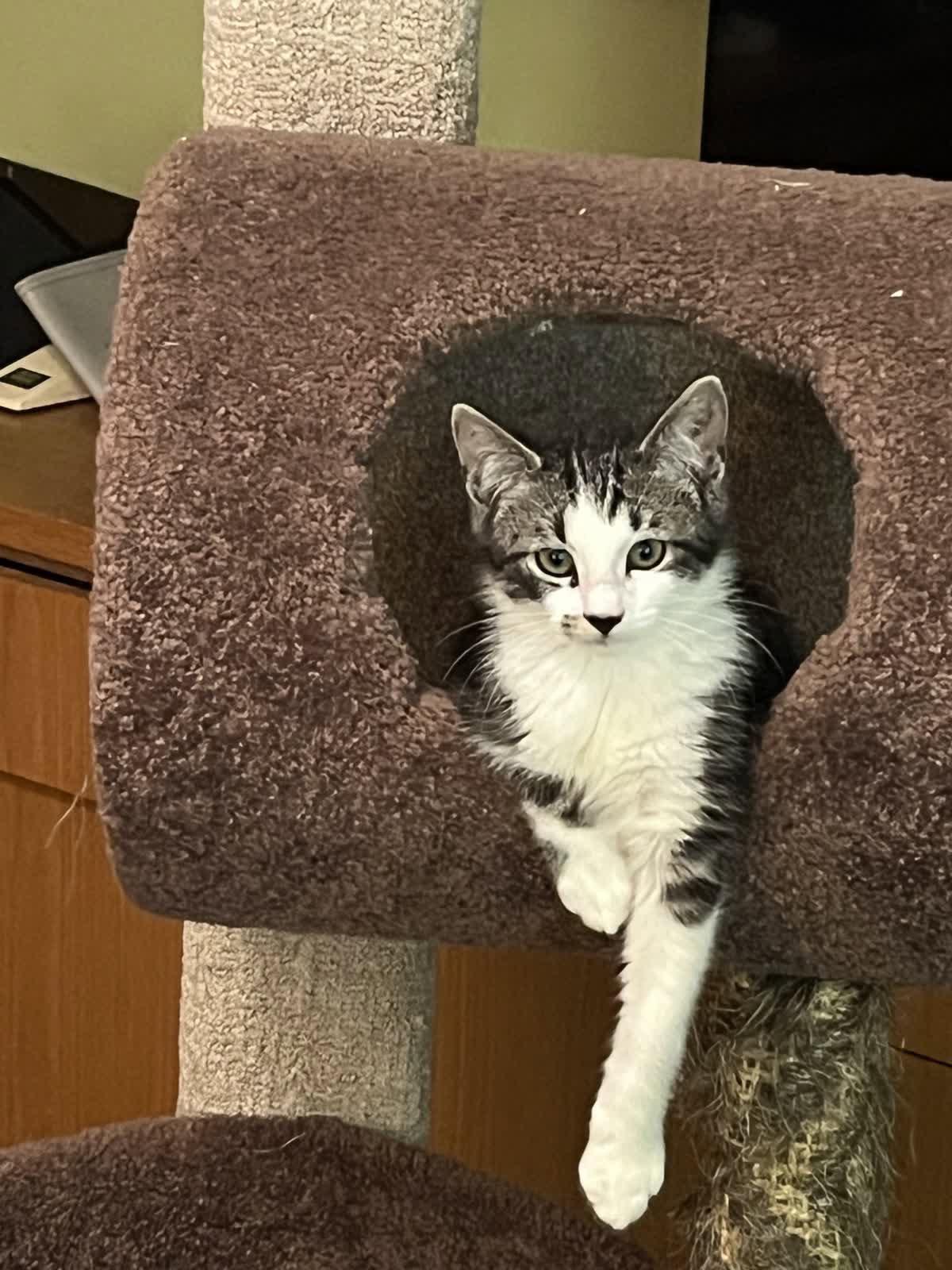Smudge, Adoptable, Young Female Domestic Short Hair.