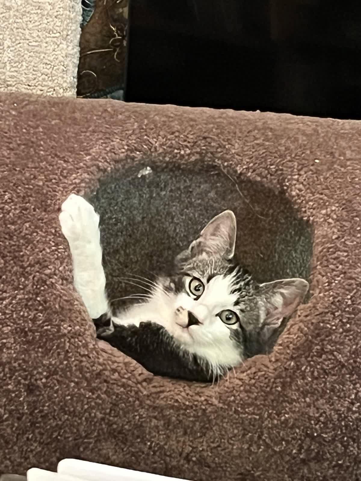 Smudge, a Adoptable Domestic Short Hair in Alpharetta, GA image 2/3
