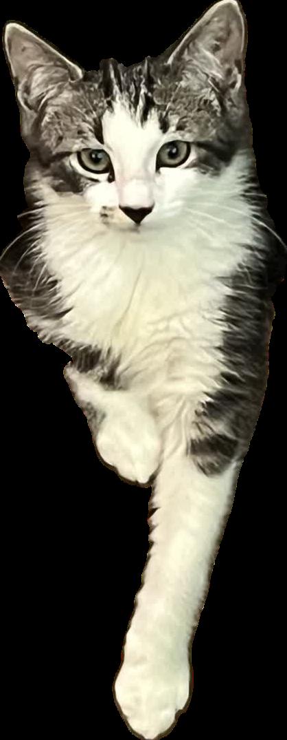 Smudge, a Adoptable Domestic Short Hair in Alpharetta, GA image 3/3