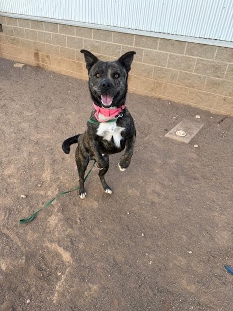 Samson, Adoptable, Adult Male Mixed Breed.