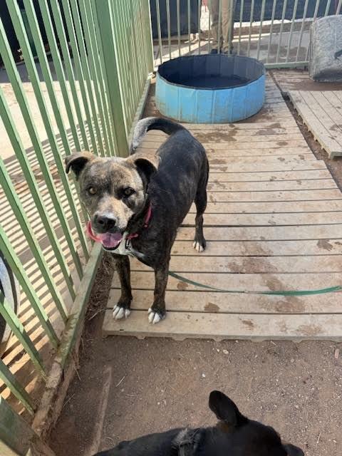 Enlarge Samson, a Adoptable Mixed Breed in Hobbs, NM image 2/4