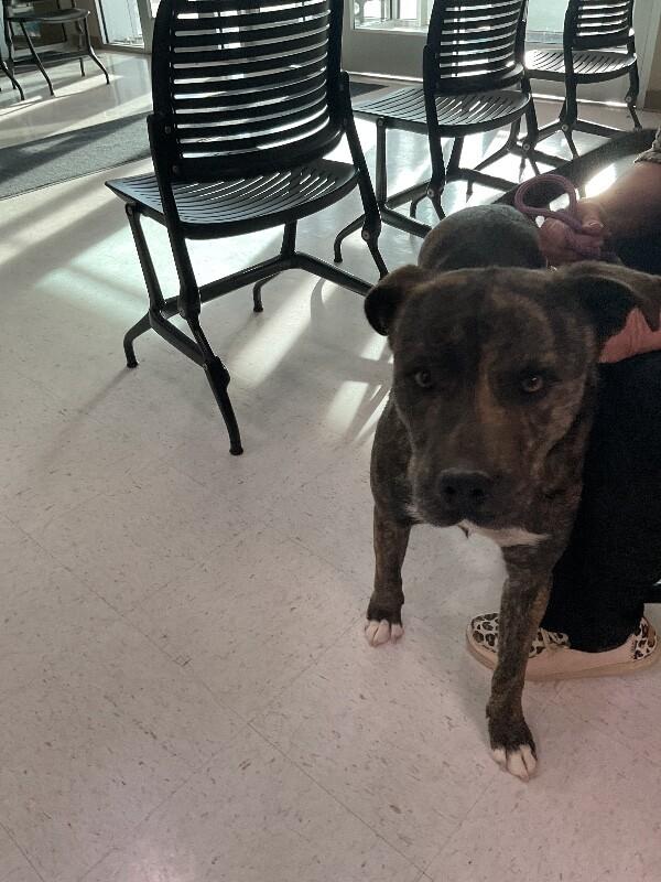 Enlarge Samson, a Adoptable Mixed Breed in Hobbs, NM image 3/4