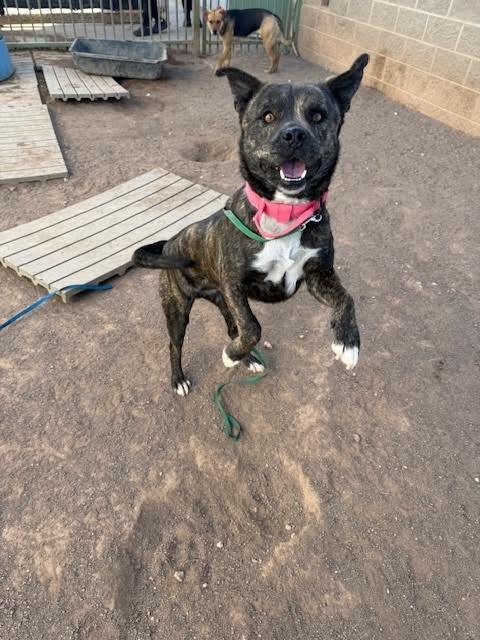 Enlarge Samson, a Adoptable Mixed Breed in Hobbs, NM image 4/4