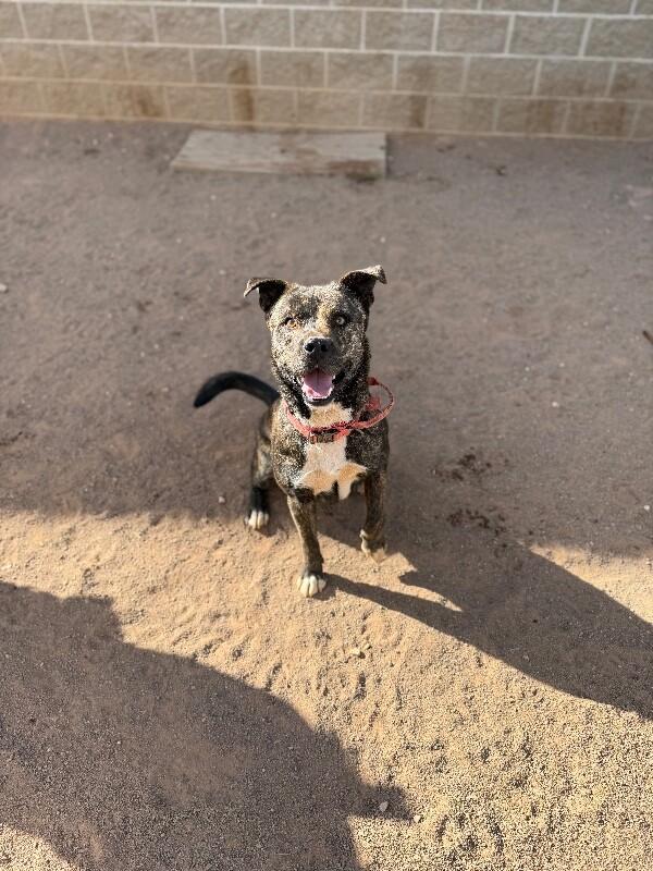 Enlarge Samson, a Adoptable Mixed Breed in Hobbs, NM image 3/6