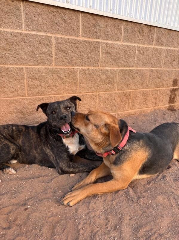 Enlarge Samson, a Adoptable Mixed Breed in Hobbs, NM image 4/6