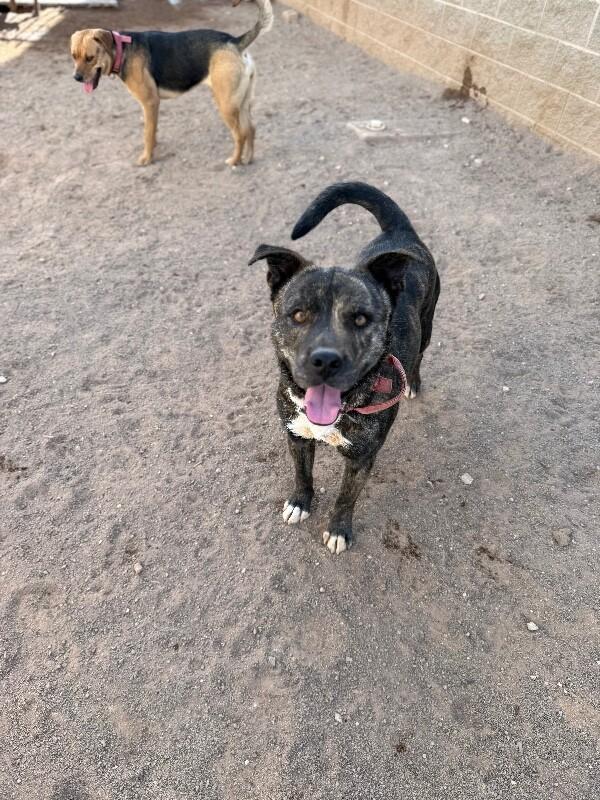 Enlarge Samson, a Adoptable Mixed Breed in Hobbs, NM image 5/6