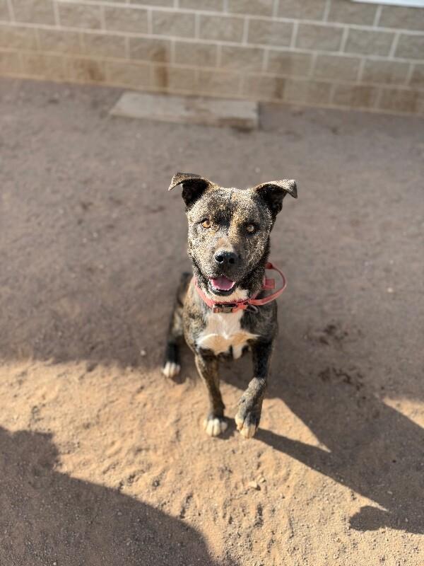 Enlarge Samson, a Adoptable Mixed Breed in Hobbs, NM image 6/6