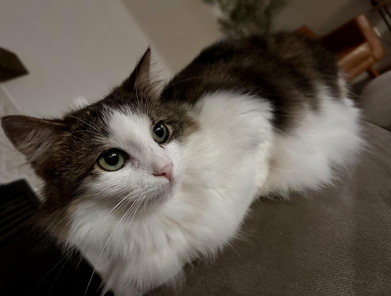 Enlarge Gum-Beaux & Millie, a Adoptable Domestic Short Hair in Cincinnati, OH image 5/6